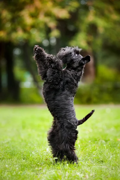 Niedlicher Hund steht auf seinen Hinterbeinen — Stockfoto