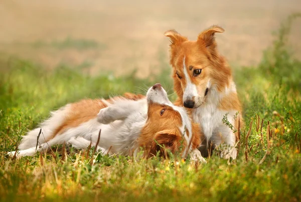 Twee gelukkige hond opleggen op het gras Rechtenvrije Stockfoto's