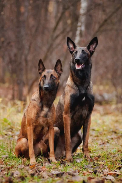 Two cute dog sitting on the grass — Stock Photo, Image