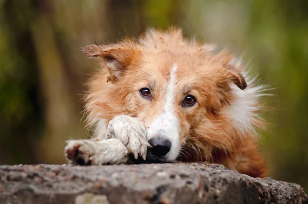 Triste collie borde rojo — Foto de Stock