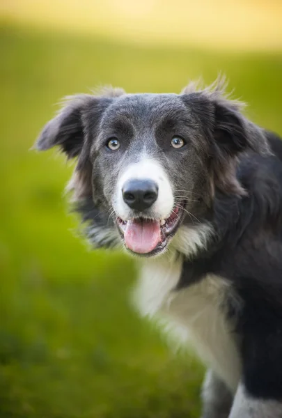 Feliz perro frontera collie — Foto de Stock