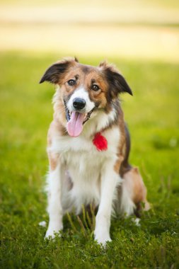 mutlu kırmızı köpek kenar kömür ocağı