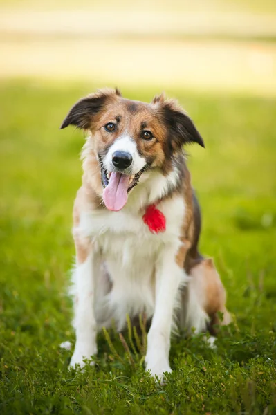 快乐的红狗边境牧羊犬 — 图库照片