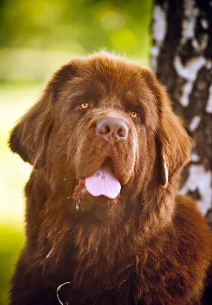 Szczęśliwy pies brązowy Nowej Fundlandii — Zdjęcie stockowe