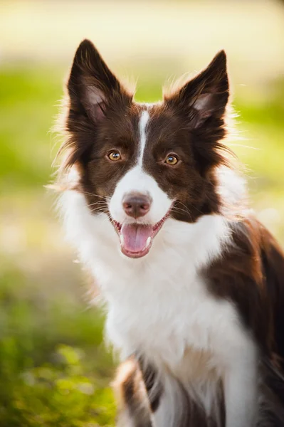 Mutlu kahverengi köpek kenar kömür ocağı — Stockfoto