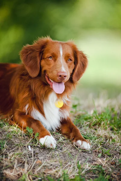 Mutlu köpek av köpeği — Stok fotoğraf