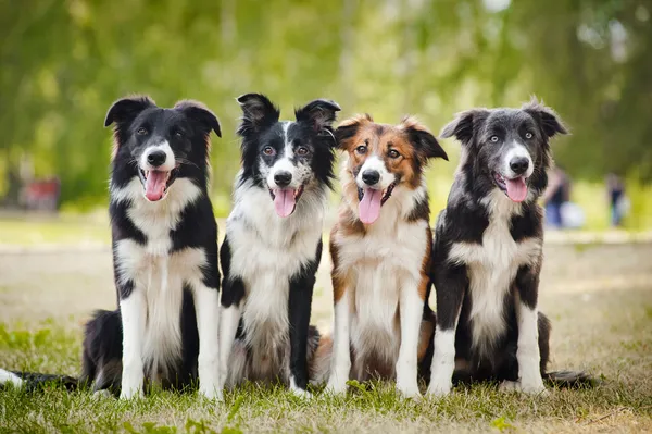 Mutlu köpek oturmuş çimen grup — Stok fotoğraf