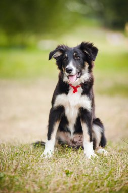köpek yavrusu kenar kömür ocağı