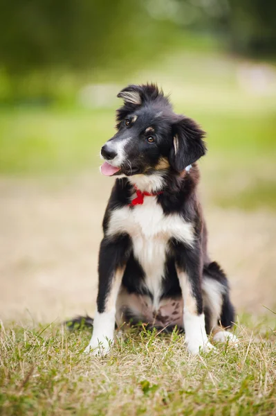 Puppy border collie portrait — Stock Photo, Image