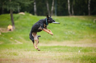 Frizbi köpek yakalama