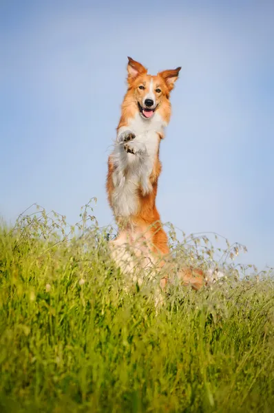 幸せな犬彼の後部の上に立っています。 — ストック写真