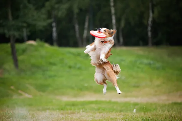 Frisbee rojo perro captura — Foto de Stock