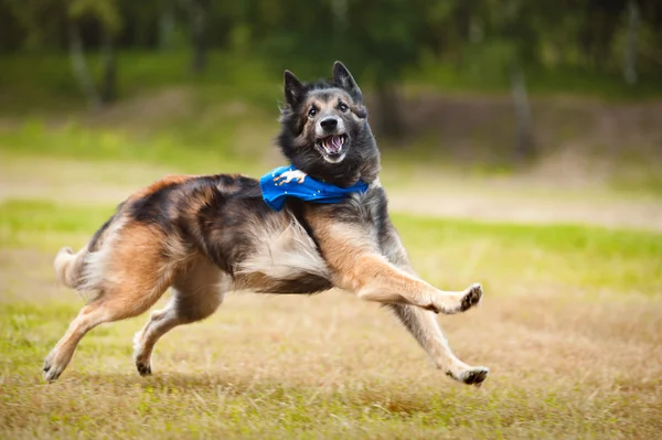 Funny pes tervueren běží — Stock fotografie