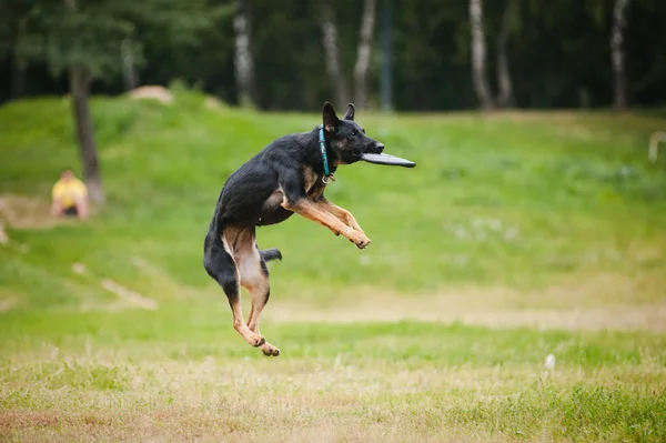 Frizbi köpek yakalama — Stok fotoğraf