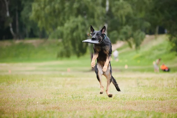 Frisbee cane nero cattura — Foto Stock