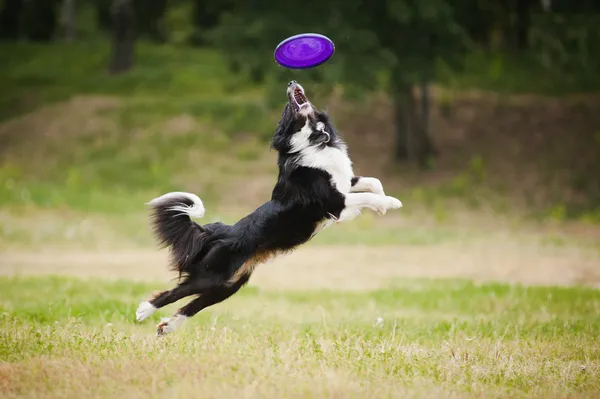 Chien frisbee — Photo