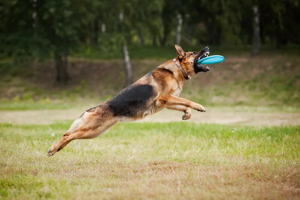 Frisbee Schäferhund fängt Scheibe — Stockfoto