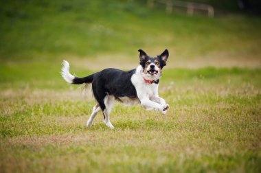 Frizbi Köpek kenar kömür ocağı alıcı