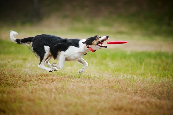 Frisbee psa rasy border collie łowienie — Zdjęcie stockowe