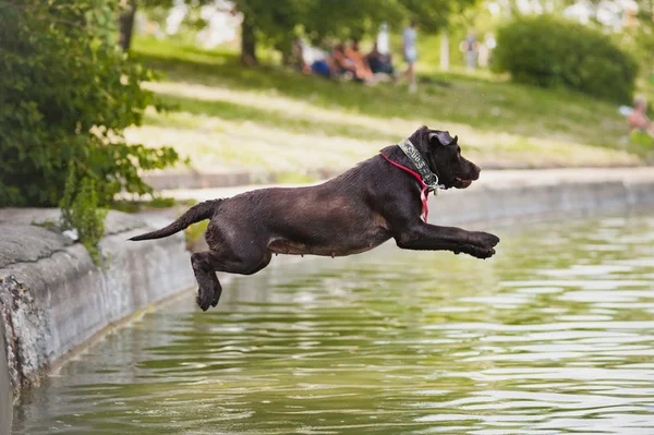 Labrador marrón salta al agua — Foto de Stock