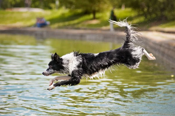 Dog border collie jumps into the water — Stock Photo, Image