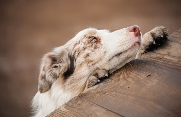 Köpek kenar kömür ocağı — Stok fotoğraf