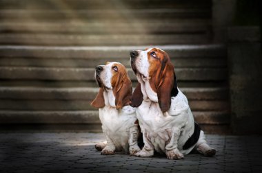 iki basset hound oturan ve yukarı bakar ışık