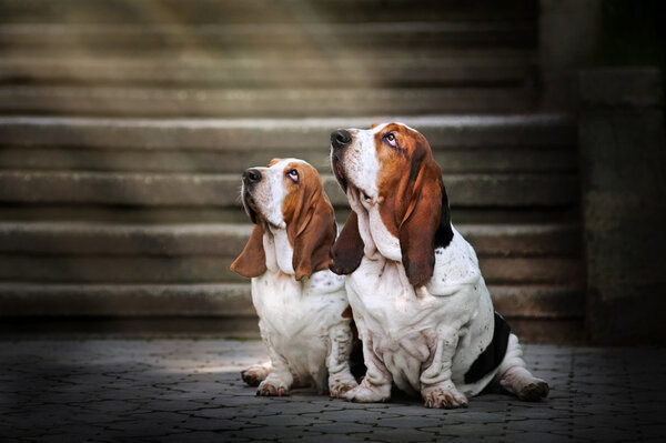 Two Basset hound sitting and looks up at light