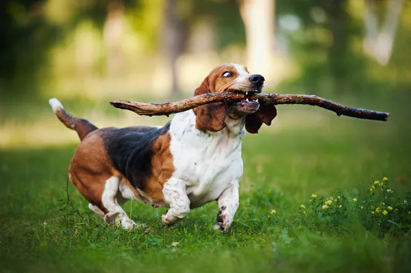 Cão engraçado Basset cão correndo com vara Imagens De Bancos De Imagens