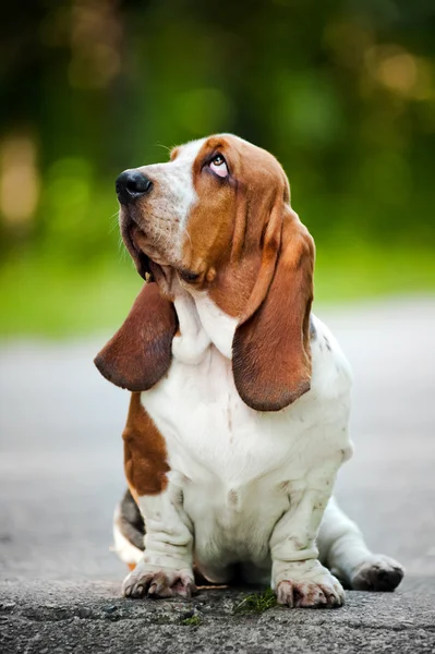 Basset hound looks up — Stock Photo, Image