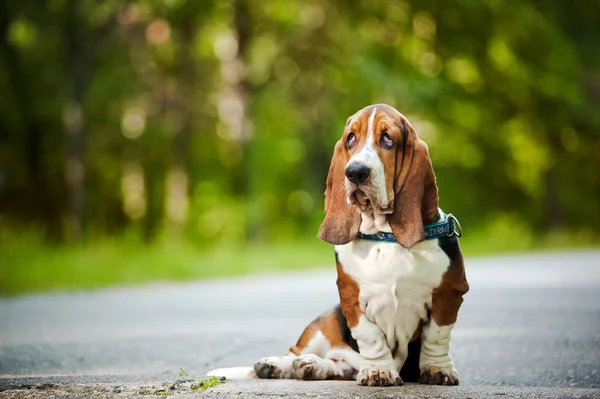 Basset hound sedí — Stock fotografie