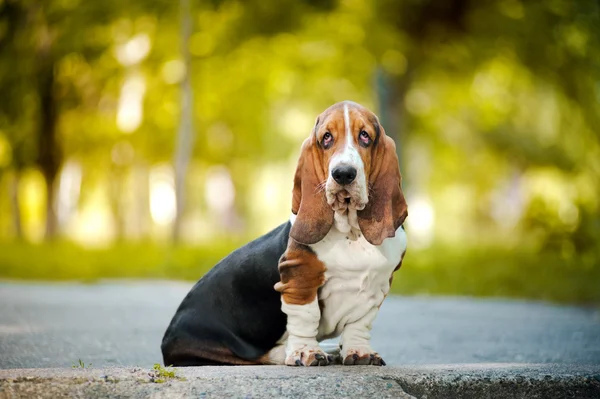 Basset hound sitting — Stock Photo, Image