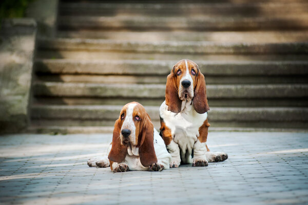 Two Basset hound