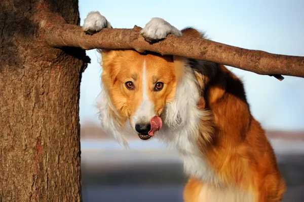 Bonito engraçado cão estuque ela língua — Fotografia de Stock