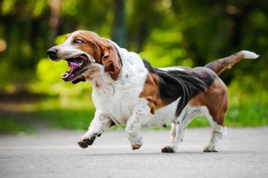 komik köpek basset hound çalışan