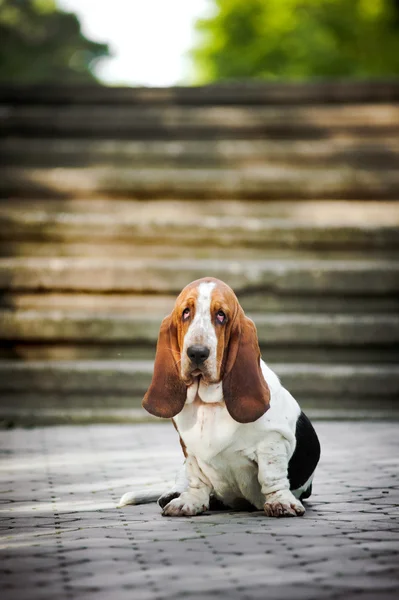 Basset hound patrzy w kamerę — Zdjęcie stockowe