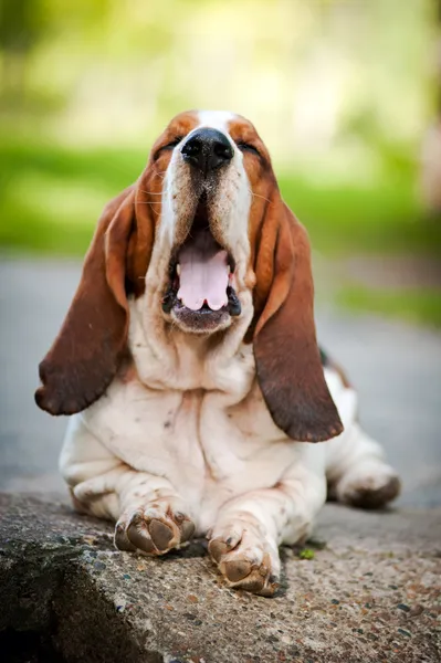 Basset hound yawns — Stock Photo, Image