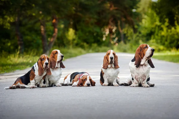 Grupa psów basset Hound — Zdjęcie stockowe