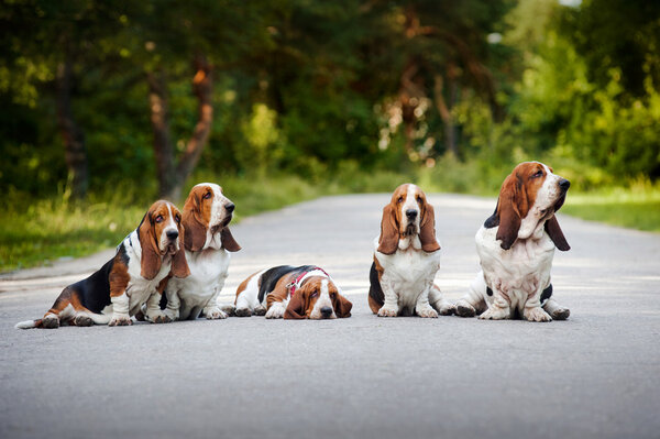 Group of dogs basset hound