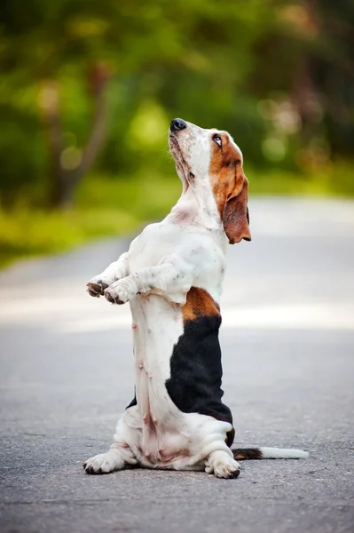 Köpek basset hound onun arka ayakları üzerinde oturan — Stok fotoğraf