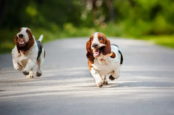 Śmieszne psy basset hound działa — Zdjęcie stockowe