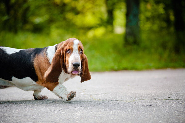 Cute dog Basset hound walking on the road