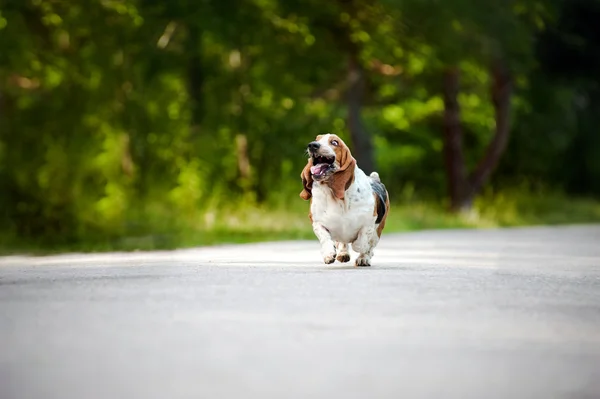 Pes basset hound běží na silnici — Stock fotografie