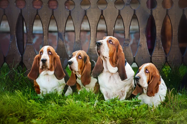 Grupp av hundar basset hound sitter på gräset — Stockfoto