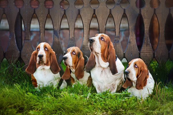 Group of dogs basset hound sitting on the grass