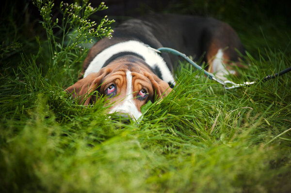 Basset hound laying and looks up