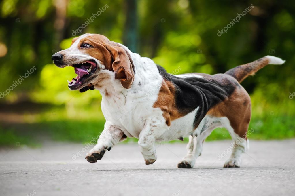 basset hound funny