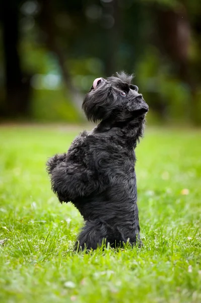 Onun arka ayakları üzerinde oturma sevimli köpek — Stok fotoğraf