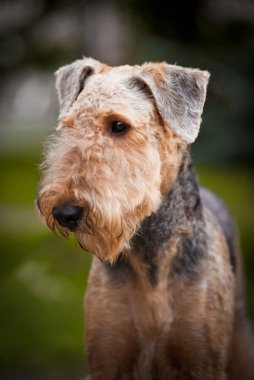 şirin airedale terrier portre