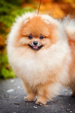 Genç köpek yavrusu spitz Güz